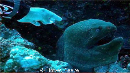 Who's the DADDY!!!! by Harvey Reeve 