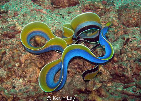 not many people get to see a blue ribbon swimming.
COOL by Kevin Lay 