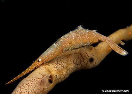 Landscape Study of a Saw Blade Shrimp with eggs (Egg Crat... by David Henshaw 