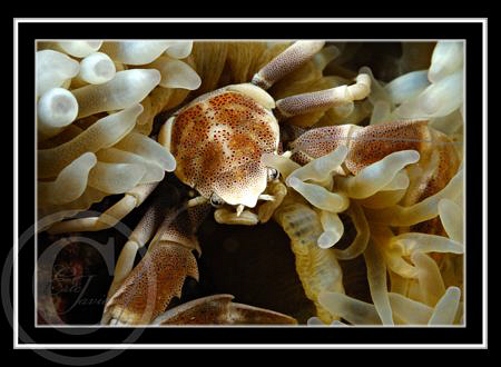 Mr Crab by Eric Javier 