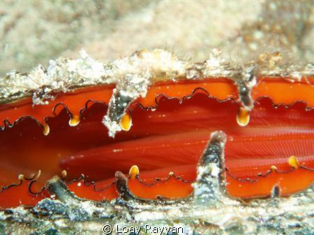 True Red by Loay Rayyan 