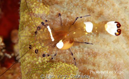 Can somebody tell me what is that thing on the left side ... by Leo Virgo Cabrera 