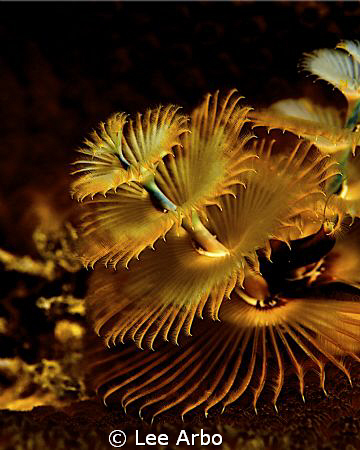 Christmas tree worm in Bonaire by Lee Arbo 