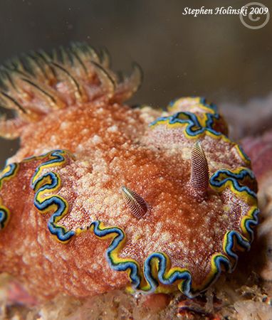 Big fat nudi in Anilao.  Canon G10, dual Inon UCL165, dua... by Stephen Holinski 