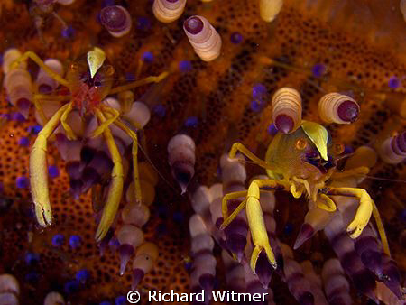 Shrimps on a fire urchin. G9/DS160s/stacked UCL165s by Richard Witmer 