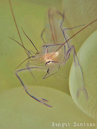 "bad day"
Canon g7 double Inon macro lens Inon external ... by Sangut Santoso 