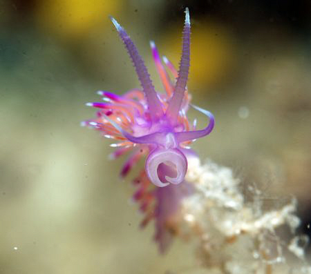 taken in Gangaro North near Island Pasman in Croatia by Andy Kutsch 