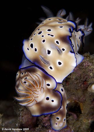 Portrait Study of mating Nudibanch's (Risbecia tyroni) Ta... by David Henshaw 
