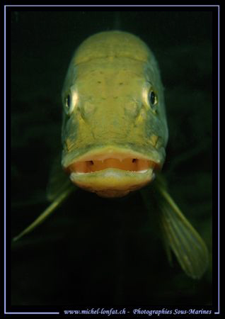 A magical moment... A face to face with this big Pike Fis... by Michel Lonfat 