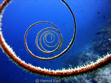 Black coral - North Ari atoll, Maldives by Hamid Rad 