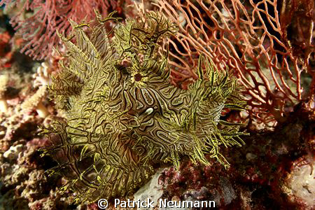 very special, very rare ... Yellow/black Rhenopias taken ... by Patrick Neumann 