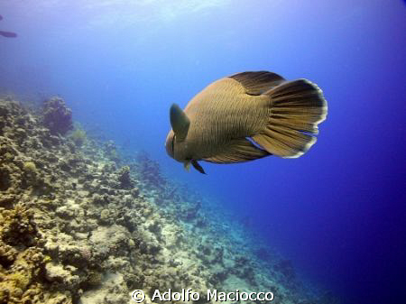 Napoleon Wrasse,
Grand Rotana house reef,
Sharm el sheikh by Adolfo Maciocco 