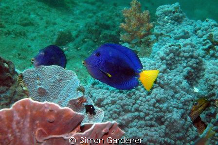 shot at plug point muscat,oman with nikon D70s and 70mm m... by Simon Gardener 