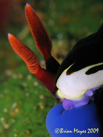 "Munch...munch...aha...delicious!".....Nembrotha chamberl... by Brian Mayes 