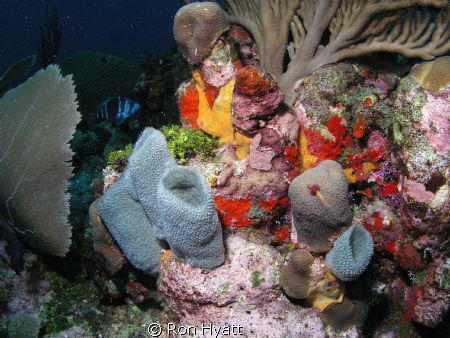 Just a photo showing how much color there really is under... by Ron Hyatt 