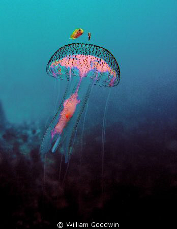 Less than 10 cm across, this Pelagia noctiluca was callin... by William Goodwin 