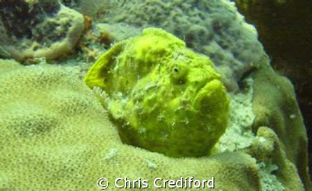 This frogfish made a perfect subject.  Bonaire, 18 Palms. by Chris Crediford 