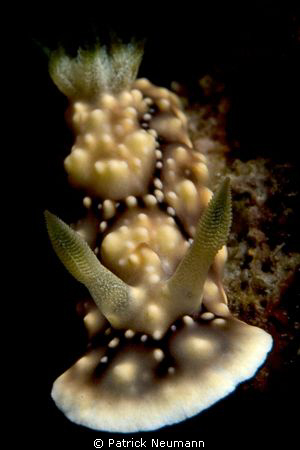 nudi capital Anilao ... by Patrick Neumann 
