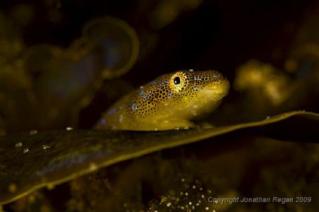 Eastern cleaner clingfish taking a rest after cleaning a ... by Jonathan Regan 
