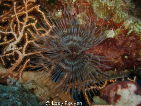 Tube Worm by Loay Rayyan 