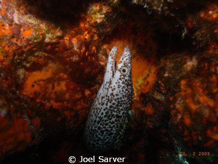 moray eel/sea & sea DX-1G with 2-Inon S-2000 strobes by Joel Sarver 