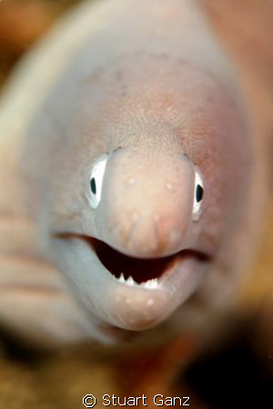 I took thie little guy's picture with a 60 MM macro @ F4 ... by Stuart Ganz 