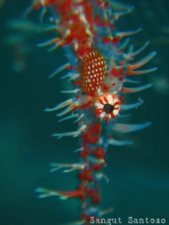 "Red eye"
Canon g7 Inon macro lens Inon external strobe.... by Sangut Santoso 