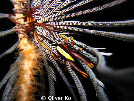 Squat Lobster found in Moalboal, Cebu by Oliver Ko 