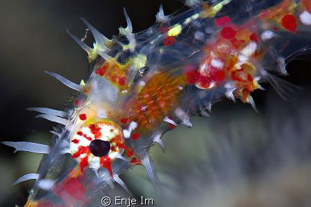 Ghost Pipefish closeup by Enje Im 