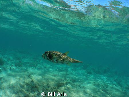 Big Island, Hawaii.  Olympus SP350 and Inon wide angle lens by Bill Arle 