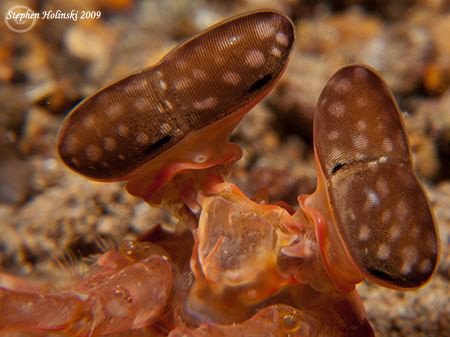 Giant Mantis Shrimp eyes.  Canon G10, 2xInon UCL165, 2x S... by Stephen Holinski 