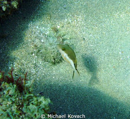 Golden faced Toby on the Inside Reef at Lauderdale by the... by Michael Kovach 