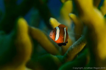 Juvenile anenomefish hanging out in Aussie coloured spong... by Jonathan Regan 