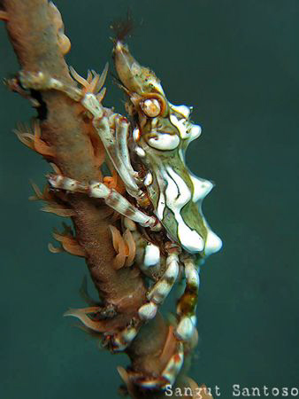 "Hug me "
Canon G7 by Sangut Santoso 