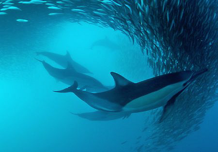 Common dolphin swimming through sardine shoal. by Charles Wright 