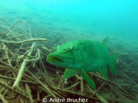 brochet shooté au lac de la Brêche by André Bruchez 