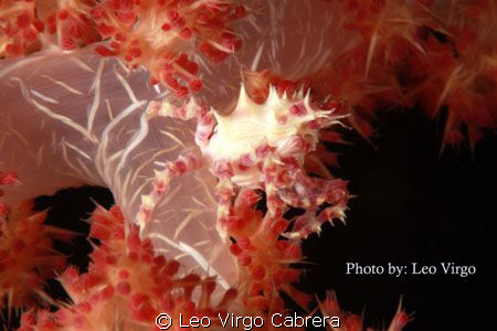 One of many Decorative Crabs in Bohol. YES ! by Leo Virgo Cabrera 