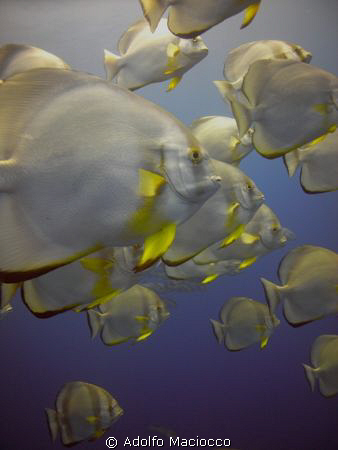 Batfish Schooling, Ras Mohamed National Park by Adolfo Maciocco 