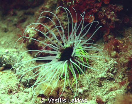 Biohazardus Cerianthus membranacheus by Vasilis Lekkas 