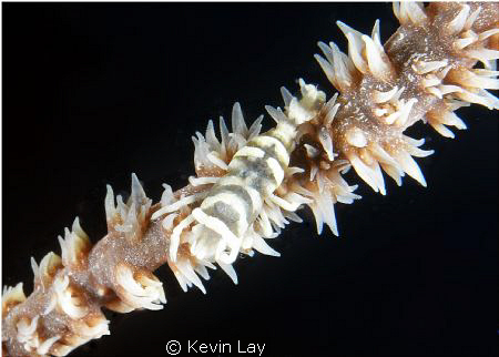 whip coral shrimp taken with DX1G sea & sea two ys110 str... by Kevin Lay 