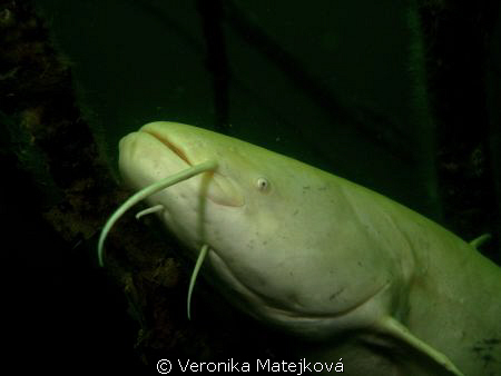 Catfish albino by Veronika Matějková 