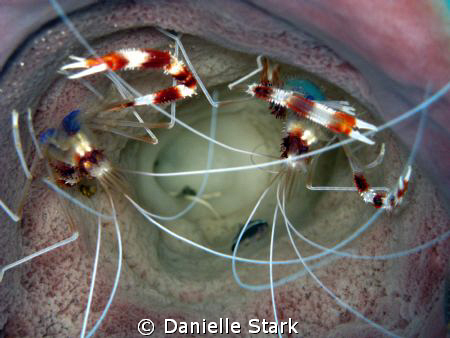 friends :) by Danielle Stark 
