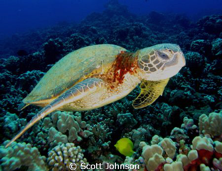 I took this pic in Maui with a G-9 by Scott Johnson 