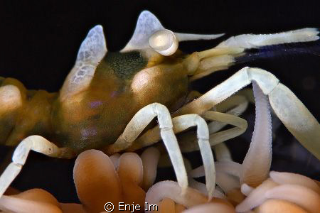 Whip Coral Shrimp / Canon 450D + 100mm Macro + Kenko 2x T... by Enje Im 