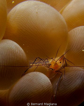 They are just so abundant lately! by Bernard Maglana 