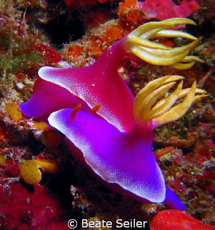 Hypselodoris Bullockii , taken at Wakatobi with Canon S70... by Beate Seiler 