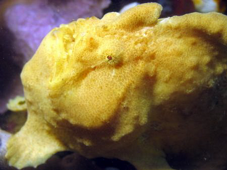 Frogfish taken at Lembeh Straits, Indonesia by Dennis Siau 