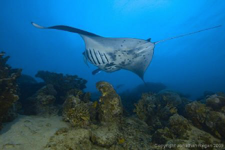 As I was about to ascend this fella came in right over my... by Jonathan Regan 