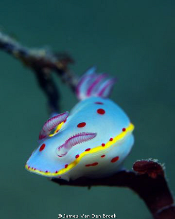 I found this Bennett's Hypselodoris (Hypselodoris bennett... by James Van Den Broek 