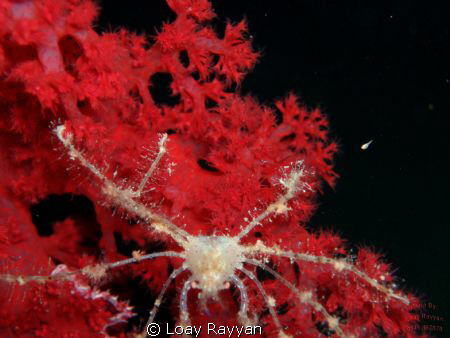 Spider Crab at night by Loay Rayyan 